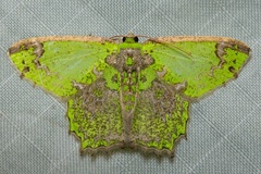Agathia cristifera