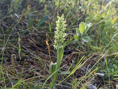 Platanthera hyperborea