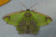 Agathia cristifera