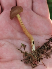 Cortinarius cinnamomeus
