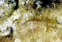 Lepadogaster candolii