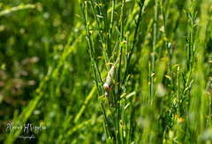 Ephippiger persicarius