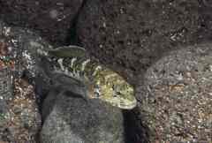 Mauligobius maderensis