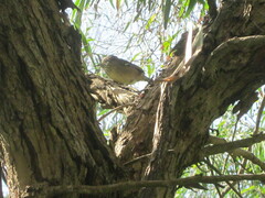 Sericornis maculatus