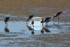 Limosa limosa