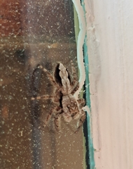 Platycryptus undatus