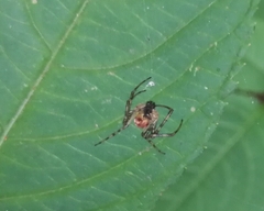 Metellina segmentata