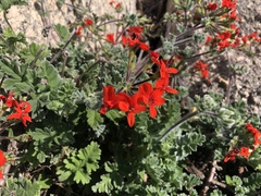 Pelargonium fulgidum