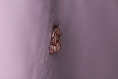 Gymnandrosoma punctidiscanum