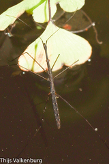 Hydrometra stagnorum