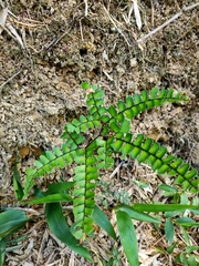 Adiantum flabellulatum