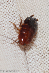 Loboptera