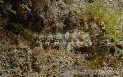 Parablennius goreensis