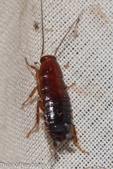 Loboptera