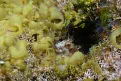 Parablennius goreensis