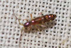 Entomobryidae