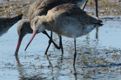 Limosa limosa