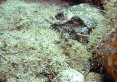 Parablennius incognitus