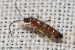 Entomobryidae