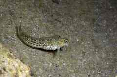 Parablennius parvicornis