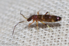 Entomobryidae