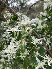 Clematis glycinoides