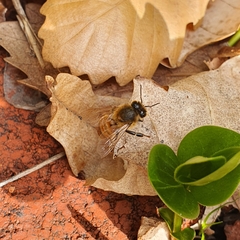 Apis mellifera