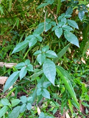 Causonis corniculata