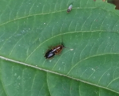 Ectobius sylvestris
