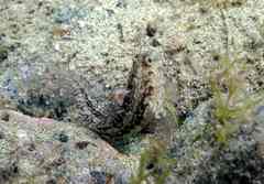 Parablennius pilicornis