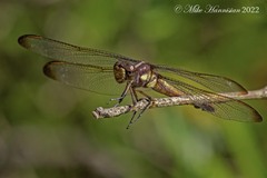 Libellula flavida