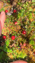 Vaccinium microcarpum