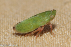 Tettigometra