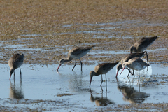 Limosa limosa