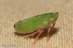 Tettigometra
