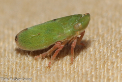 Tettigometra