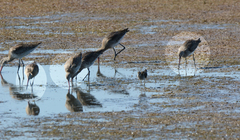 Limosa limosa