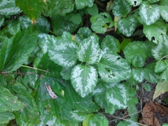 Lamium galeobdolon argentatum