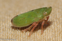 Tettigometra