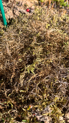 Pleurozium schreberi