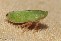Tettigometra