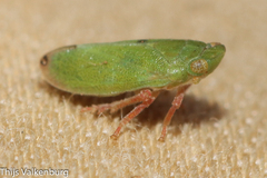Tettigometra