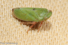 Tettigometra