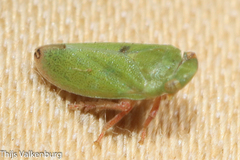 Tettigometra