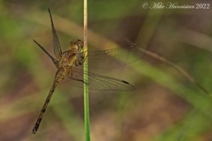 Sympetrum