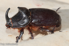 Oryctes nasicornis grypus