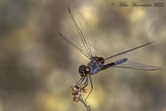 Celithemis martha