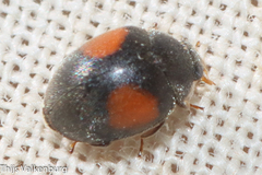 Scymninae