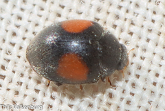 Scymninae