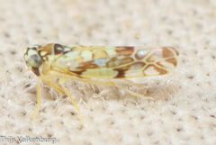 Eupteryx andalusiaca